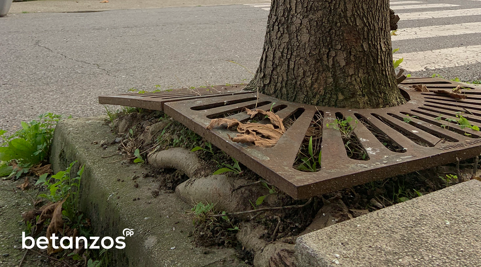 La falta de mantenimiento de un árbol destroza una acera en las inmediaciones del Vales Villamarín 